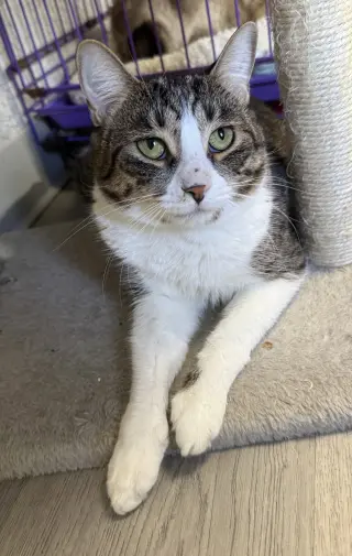 Boing