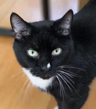 Steve