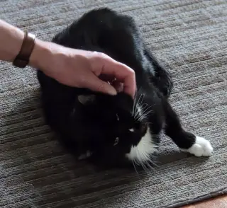 Steve