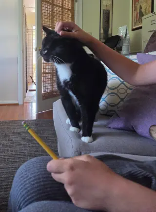 Steve