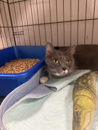 Ursula