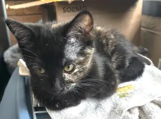 Bonita
