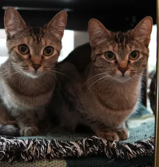 Thelma (and Louise)