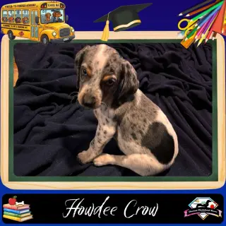 Howdee Crow