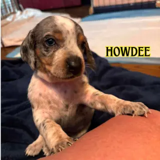 Howdee Crow