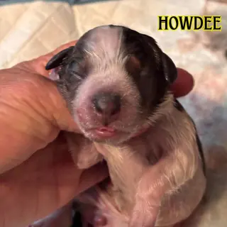 Howdee Crow