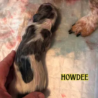 Howdee Crow