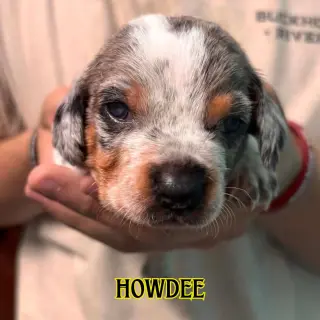 Howdee Crow