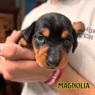 Magnolia Crow