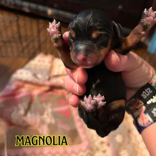 Magnolia Crow