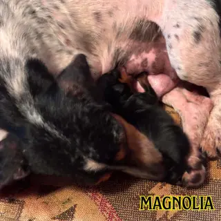 Magnolia Crow
