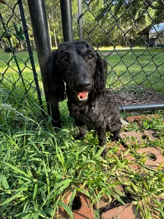 Kodak