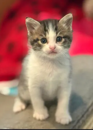 Kassidy