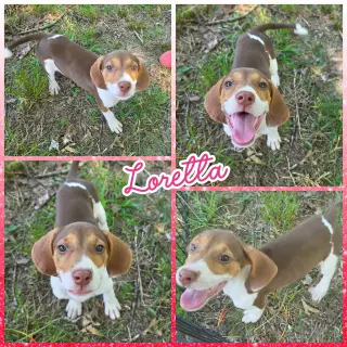 Loretta