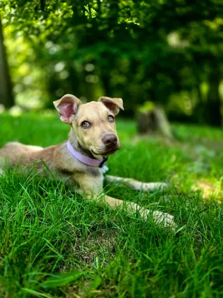 Bella