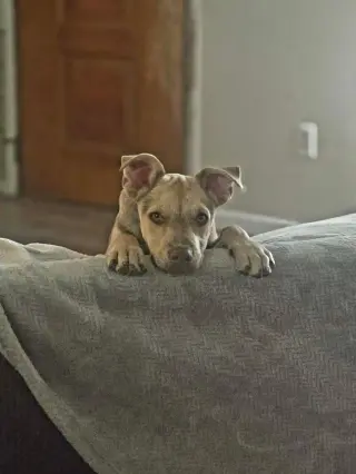 Bella