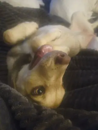 Bella