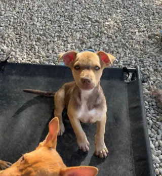 Bella