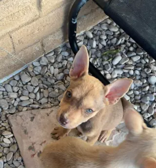 Bella