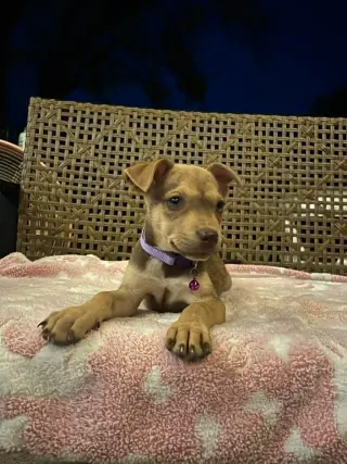 Bella