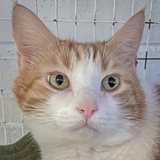 Charles