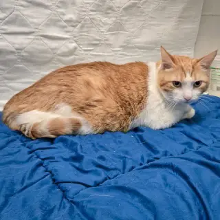 Charles
