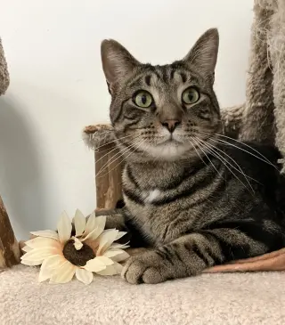Franklin