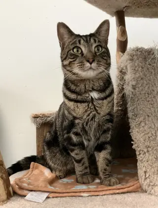 Franklin