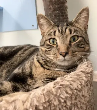 Franklin