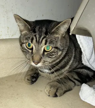 Franklin