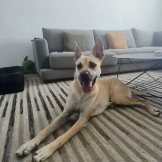 Marley IV (New Digs)