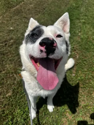 Jake