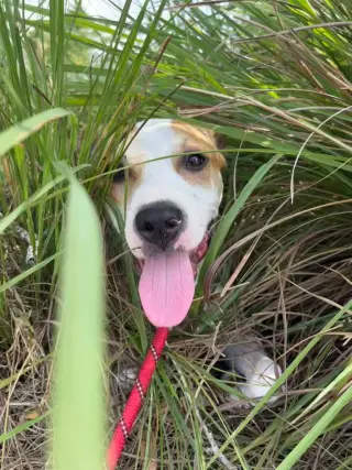 Morgan