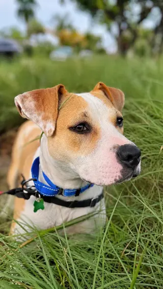 Morgan