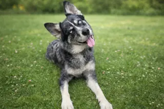 Rex