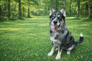 Rex