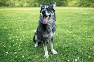 Rex