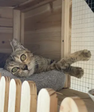 Honey 2