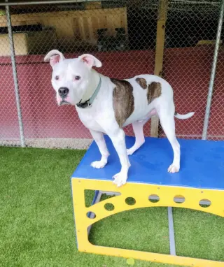 Cosmo