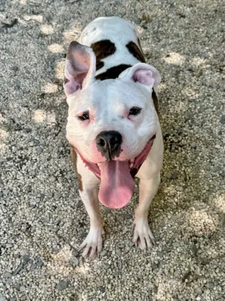 Cosmo
