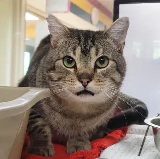 Tigerclaw
