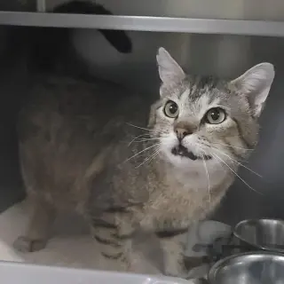 Tigerclaw