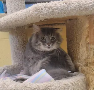 Greystripe