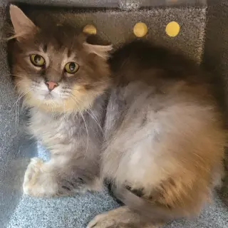 Greystripe