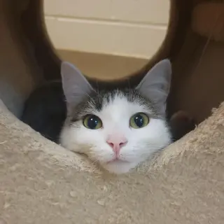 Molly