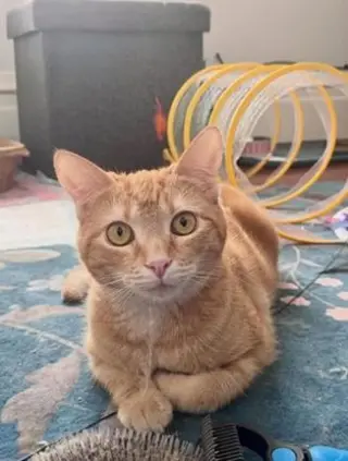 Dorito