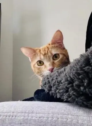 Dorito