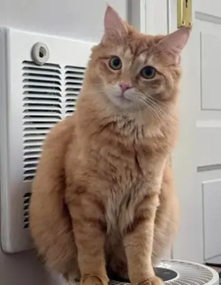 Cheez-It