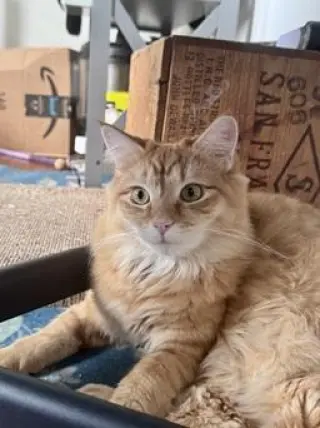 Cheez-It