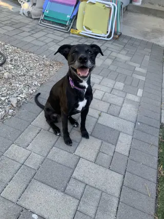 Kippy